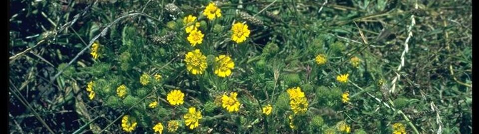 Mythology: Why Tarweed was a Good Idea