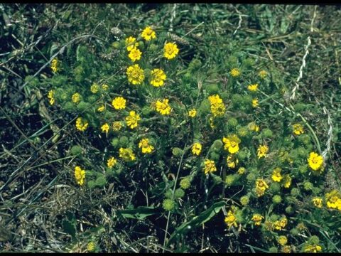 Audio: Why Tarweed was a Good Idea